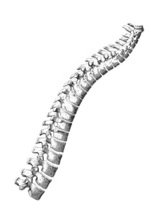 Bone illustration