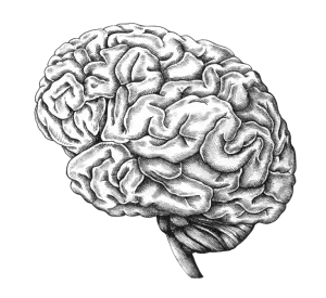 Brain illustration